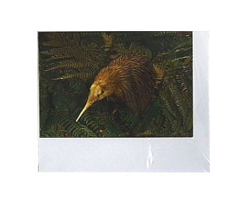 Gift Card Kiwi Bird